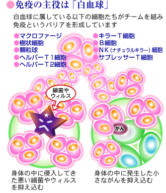 免疫の主役は「白血球」